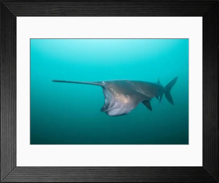 Framed Print : American paddlefish feeding on plankton in lake Framed Print : American paddlefish feeding on plankton in lake