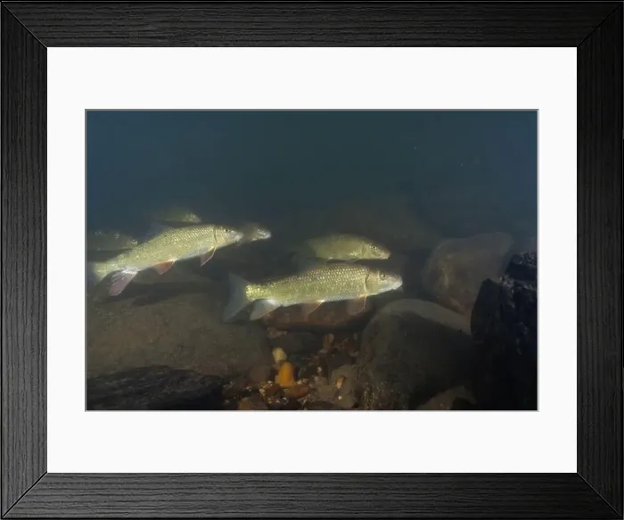 Framed Print : Herd of black redhorse swimming in river Framed Print : Herd of black redhorse swimming in river