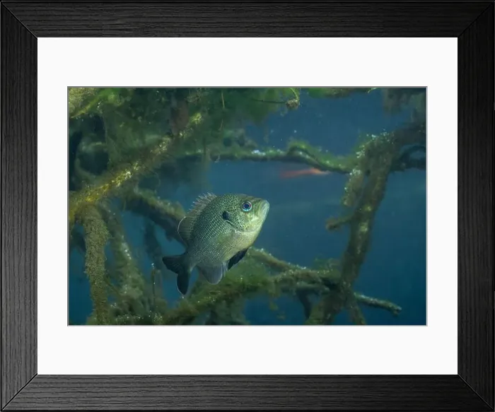 Framed Print : Spotted sunfish surrounded by woody debris Framed Print : Spotted sunfish surrounded by woody debris