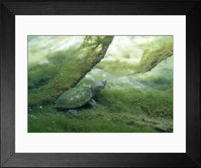 Framed Print : Loggerhead musk turtle on river bed surrounded by algae Framed Print : Loggerhead musk turtle on river bed surrounded by algae