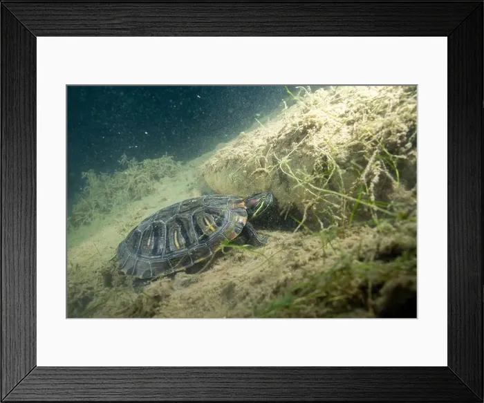 Framed Print : Red-eared slider underwater in lake bottom Framed Print : Red-eared slider underwater in lake bottom