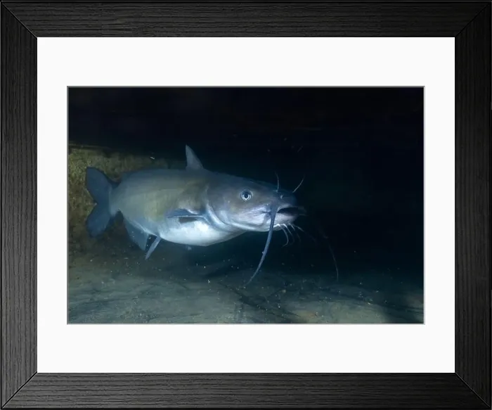 Framed Print : Channel catfish hiding in dark cave Framed Print : Channel catfish hiding in dark cave