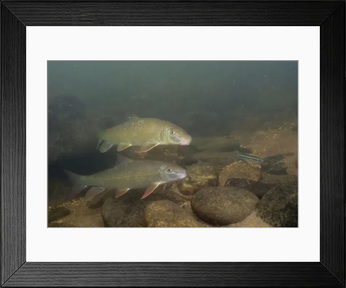 Framed Print : Two black redhorse swimming over a rocky river Framed Print : Two black redhorse swimming over a rocky river
