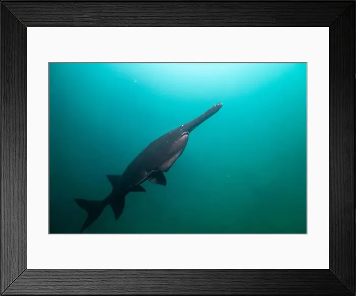 Framed Print : Dark colored paddlefish in a lake Framed Print : Dark colored paddlefish in a lake