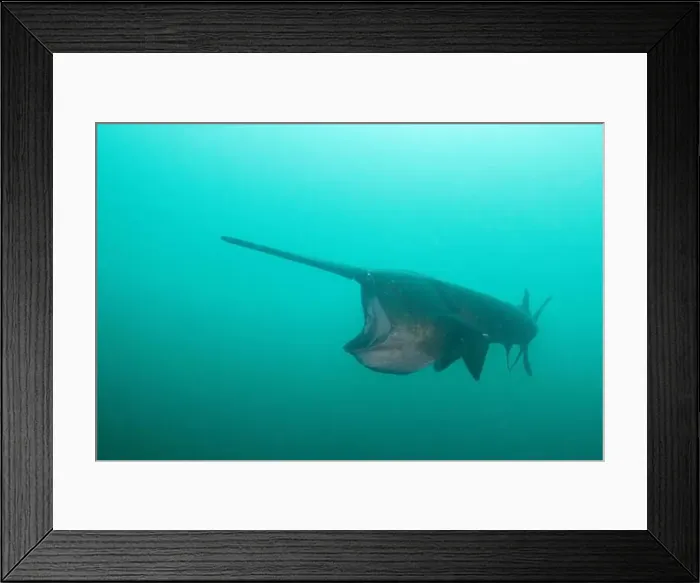 Framed Print : American paddlefish feeding on plankton in lake Framed Print : American paddlefish feeding on plankton in lake