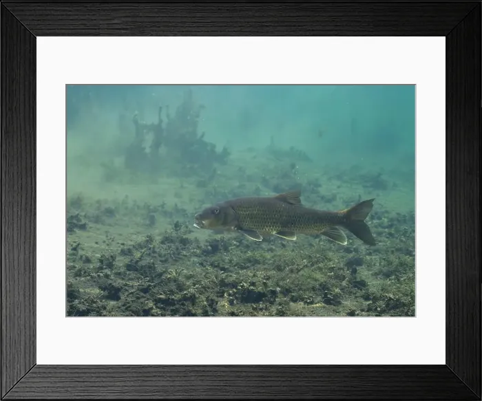 Framed Print : Spotted sucker in Florida Spring Framed Print : Spotted sucker in Florida Spring