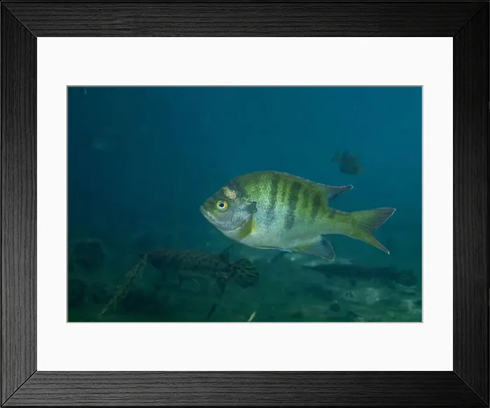 Framed Print : Florida Springs bluegill in crystal clear water Framed Print : Florida Springs bluegill in crystal clear water