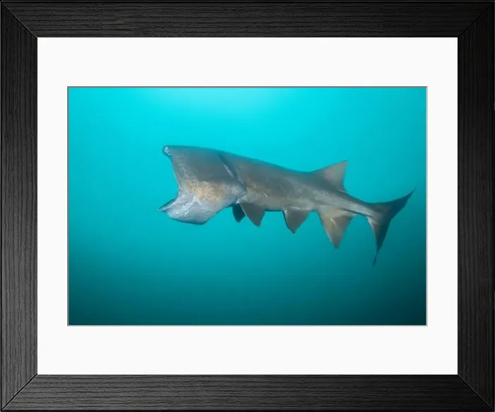 Framed Print : American paddlefish with missing rostrumm feeding on plankton Framed Print : American paddlefish with missing rostrumm feeding on plankton