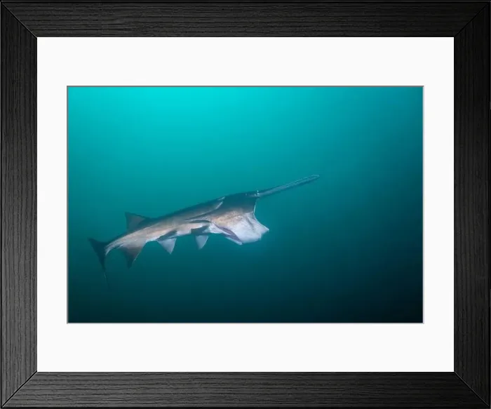Framed Print : American paddlefish feeding on plankton in lake Framed Print : American paddlefish feeding on plankton in lake