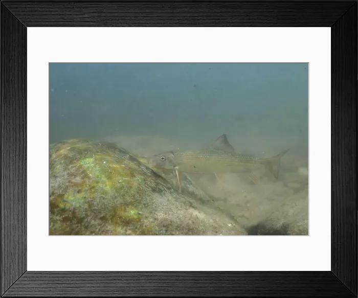 Framed Print : Striped jumprock eating algae on a rock Framed Print : Striped jumprock eating algae on a rock