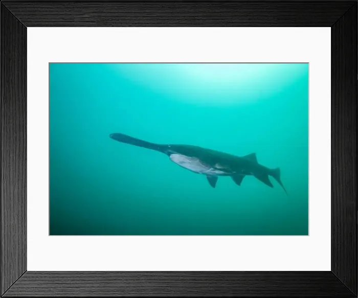 Framed Print : American paddlefish swimming in clear blue lake Framed Print : American paddlefish swimming in clear blue lake