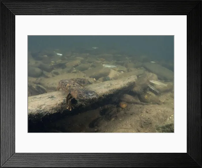 Framed Print : Eastern hellbender on rock ledge Framed Print : Eastern hellbender on rock ledge