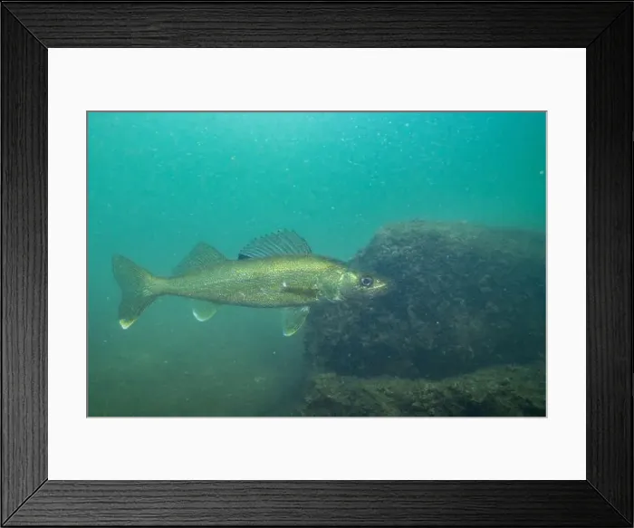 Framed Print : Walleye swimming in a lake
