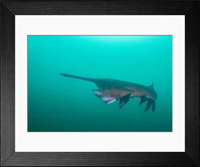 Framed Print : American paddlefish starting to open mouth Framed Print : American paddlefish starting to open mouth