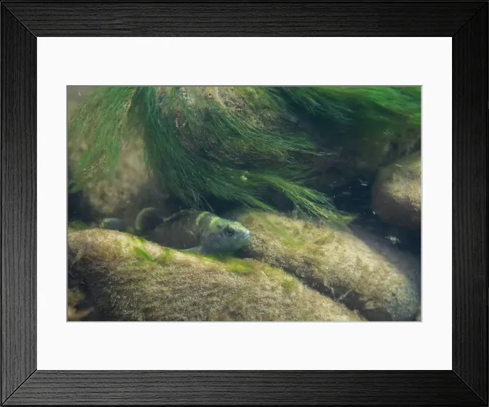Framed Print : Spotted darter in mossy river Framed Print : Spotted darter in mossy river