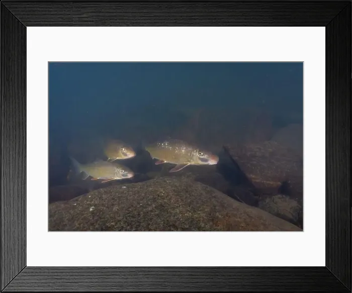 Framed Print : Three black redhorse in rocky river