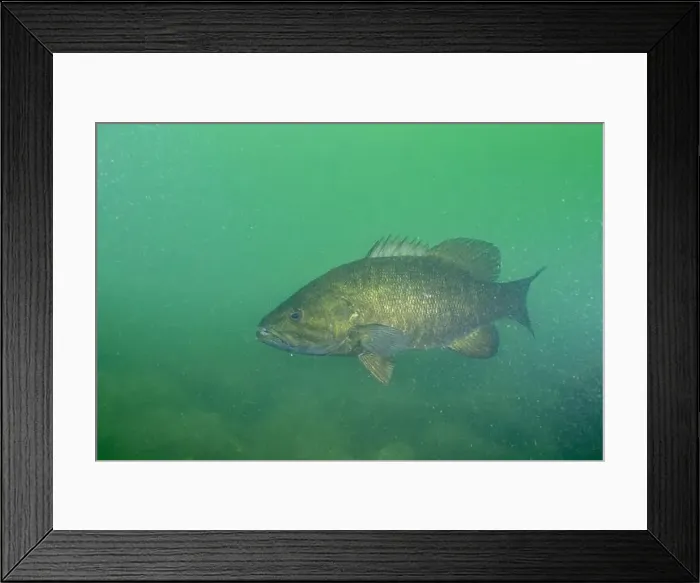 Framed Print : Curious smallmouth bass checking diver out Framed Print : Curious smallmouth bass checking diver out