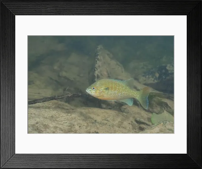 Framed Print : Redbreast sunfish in a sandy river Framed Print : Redbreast sunfish in a sandy river