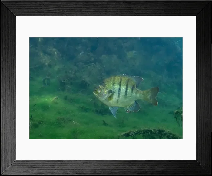 Framed Print : Florida Springs bluegill in crystal clear water Framed Print : Florida Springs bluegill in crystal clear water