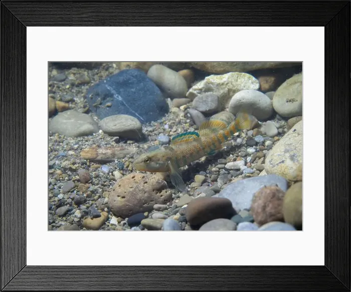 Framed Print : Colorful rainbow darter displaying on rocky riverbed Framed Print : Colorful rainbow darter displaying on rocky riverbed