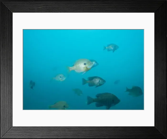 Framed Print : School of bluegill in clear blue water Framed Print : School of bluegill in clear blue water