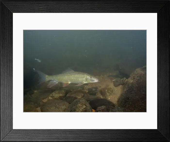 Framed Print : Black redhorse swimming in a rocky river Framed Print : Black redhorse swimming in a rocky river