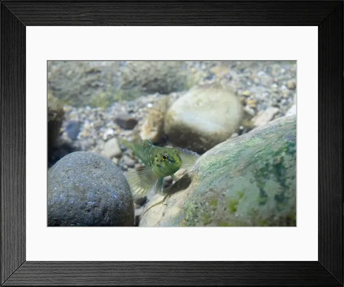 Framed Print : Banded darter at the bottom of a river Framed Print : Banded darter at the bottom of a river