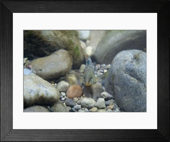 Framed Print : Rainbow darter Displaying on a riverbed Framed Print : Rainbow darter Displaying on a riverbed