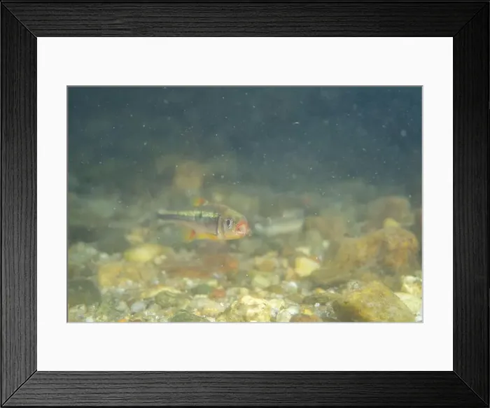 Framed Print : Redlip shiner in a sandy riverbed Framed Print : Redlip shiner in a sandy riverbed