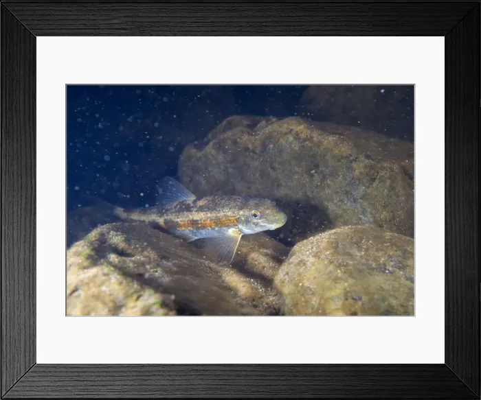 Framed Print : Torrent sucker on a rocky riverbed Framed Print : Torrent sucker on a rocky riverbed