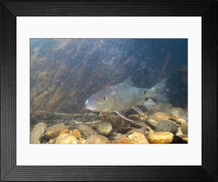 Framed Print : Black redhorse swimming in a rocky river Framed Print : Black redhorse swimming in a rocky river