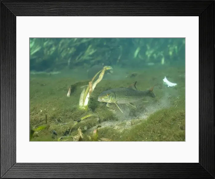 Framed Print : Spotted sucker in Florida Spring Framed Print : Spotted sucker in Florida Spring
