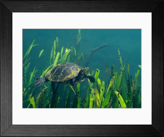 Framed Print : Suwannee cooter swimming over aquatic plants in river Framed Print : Suwannee cooter swimming over aquatic plants in river