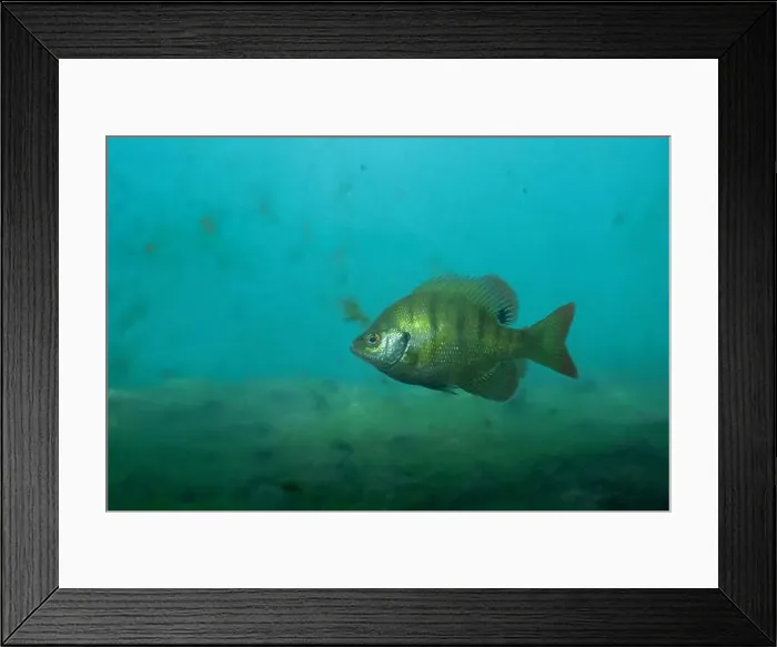 Framed Print : Florida Springs bluegill in crystal clear water Framed Print : Florida Springs bluegill in crystal clear water