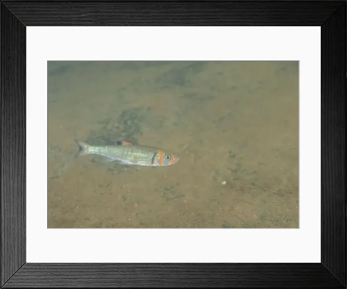 Framed Print : Warpaint shiner swimming in a river Framed Print : Warpaint shiner swimming in a river