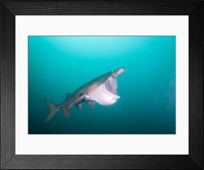 Framed Print : American paddlefish with broken rostrumm feeding on plankton Framed Print : American paddlefish with broken rostrumm feeding on plankton
