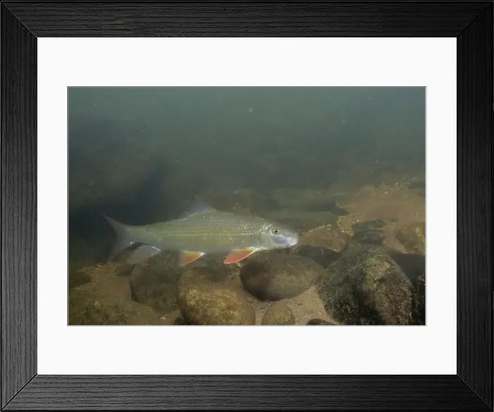 Framed Print : Black redhorse swimming in a rocky river Framed Print : Black redhorse swimming in a rocky river