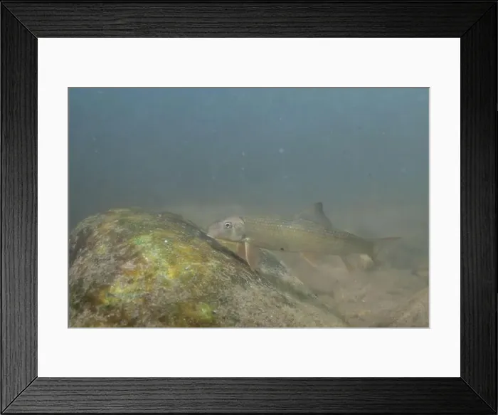 Framed Print : Striped jumprock eating algae on a rock Framed Print : Striped jumprock eating algae on a rock