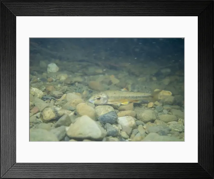 Framed Print : Central stoneroller minnow in a creekbed Framed Print : Central stoneroller minnow in a creekbed