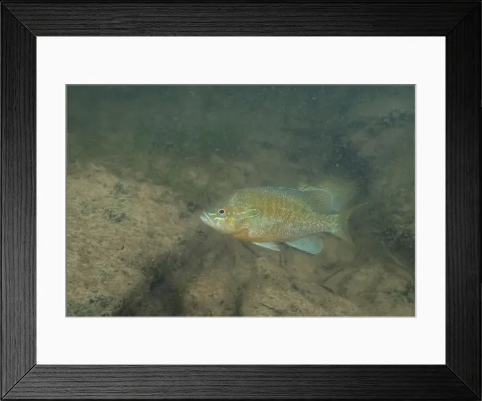 Framed Print : Redbreast sunfish in a sandy river Framed Print : Redbreast sunfish in a sandy river