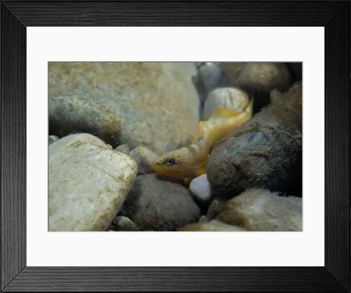 Framed Print : Tippecanoe darter at the bottom of a river Framed Print : Tippecanoe darter at the bottom of a river