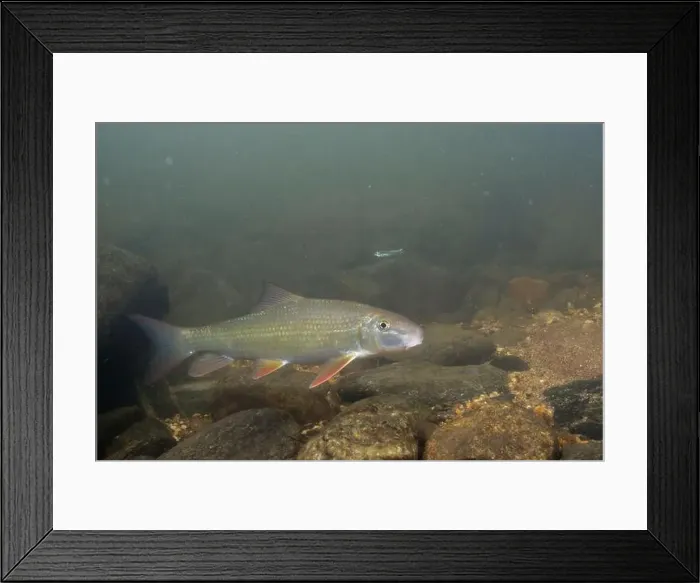Framed Print : Black redhorse swimming in a rocky river Framed Print : Black redhorse swimming in a rocky river