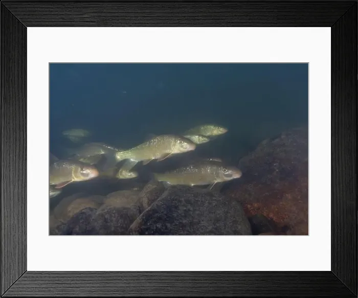 Framed Print : Large herd of black redhorse in river Framed Print : Large herd of black redhorse in river