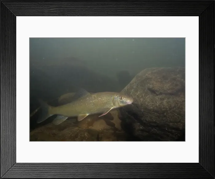 Framed Print : Black redhorse swimming in a rocky river Framed Print : Black redhorse swimming in a rocky river