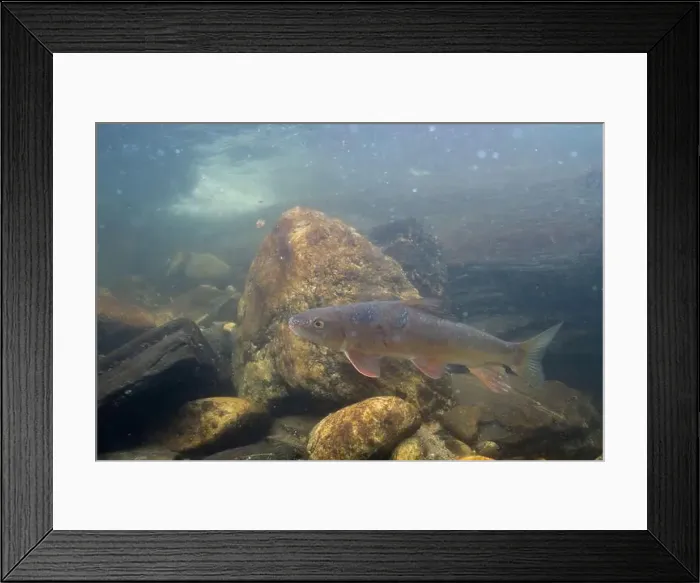 Framed Print : Black redhorse swimming in a rocky river Framed Print : Black redhorse swimming in a rocky river