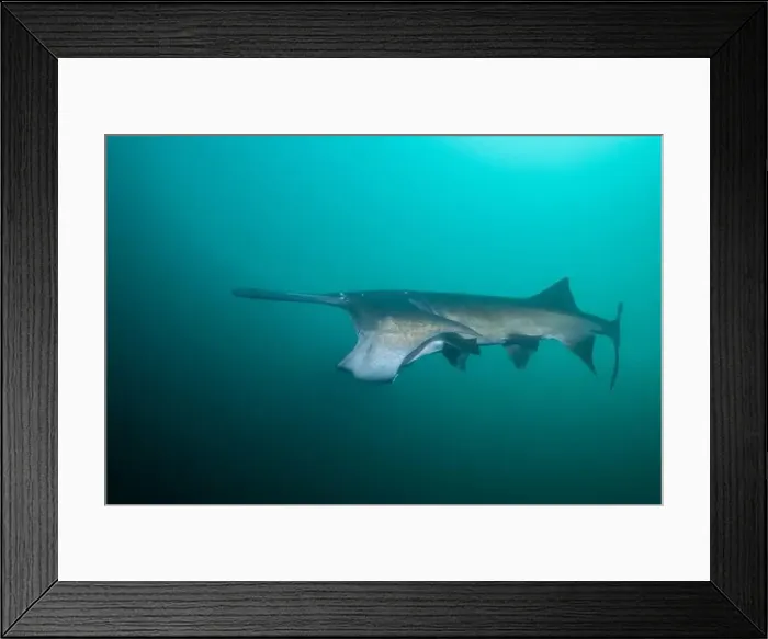 Framed Print : American paddlefish feeding on plankton in lake Framed Print : American paddlefish feeding on plankton in lake
