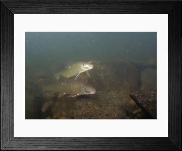 Framed Print : Two black redhorse swimming over a rocky river Framed Print : Two black redhorse swimming over a rocky river