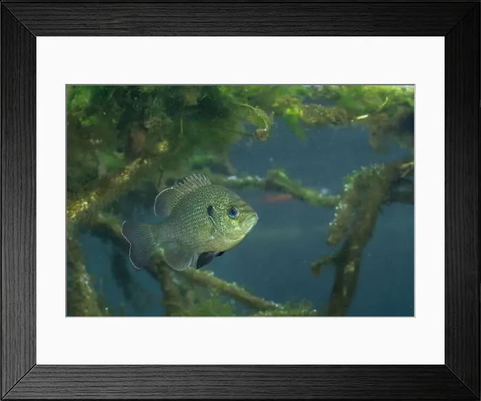 Framed Print : Spotted sunfish surrounded by woody debris Framed Print : Spotted sunfish surrounded by woody debris
