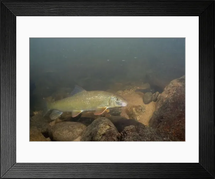 Framed Print : Black redhorse swimming in a rocky river Framed Print : Black redhorse swimming in a rocky river