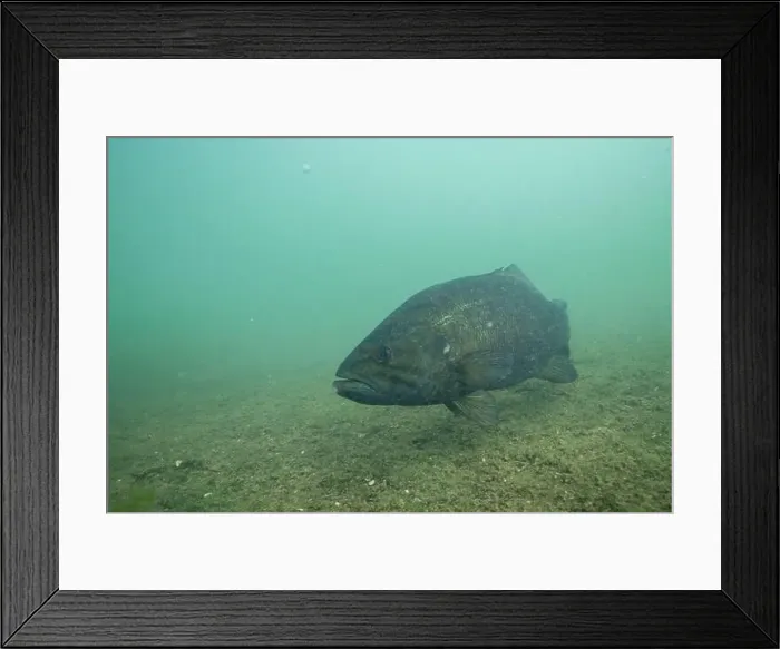 Framed Print : Smallmouth bass swimming at bottom of lake Framed Print : Smallmouth bass swimming at bottom of lake